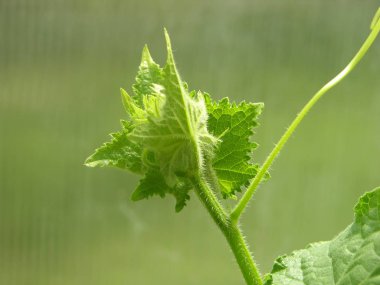Beyaz Ermeni hıyarı veya yılan kavunun genç ve genişletilmemiş çiçeklenmeleri. Yeşil yapraklarla çevrili çiçeklenme nin mikrobu.