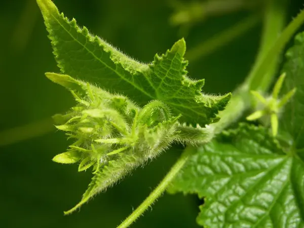 Beyaz Ermeni hıyarı veya yılan kavunun genç ve genişletilmemiş çiçeklenmeleri. Yeşil yapraklarla çevrili çiçeklenme nin mikrobu.