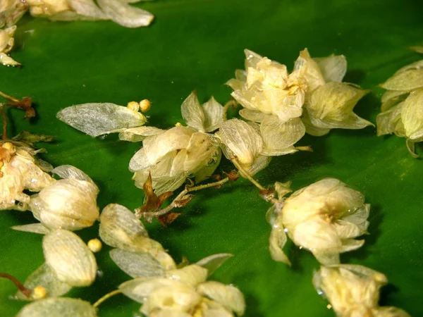 Листья Алоказии Находятся Водой Поверхности Воды Сухие Конусы Растения Humulus — стоковое фото