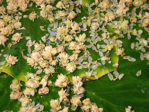 Alocasia leaves are under water and above water. On top of the water - dry cones Humulus lupulus and their individual scales-petals.  On the water, the leaves have reflections, glare and bubbles. texture background.