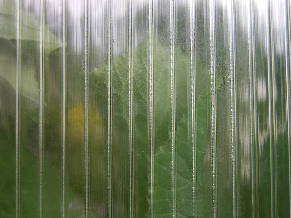 Farklı yoğuşmalı polikarbonattan yapılmış sera duvarı. Polikarbonatta ışığın çeşitli kırılması ve yansıması. bir yerlerde sera bitkileri pusuda. soyutlama, doku arka plan. sığ odak. Makro.