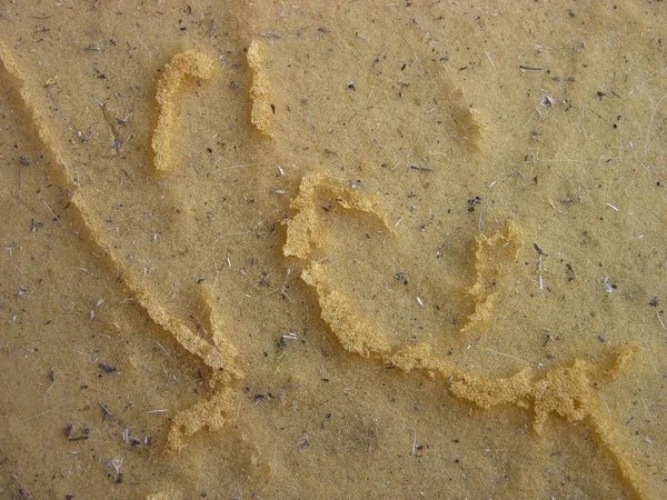 Kum rengi (alegorik) yüzeyinde gizli işaretler. Yakın çekimde köpük ve enkazı ıslayın.