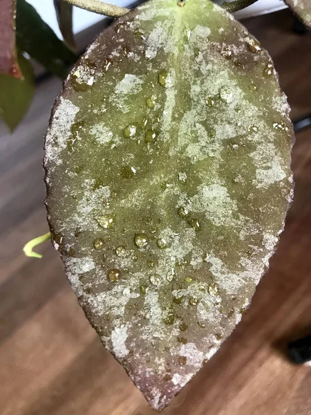 Güzel yaprak baskı Hoya Caudata. Çiy damlalarında yaprak.