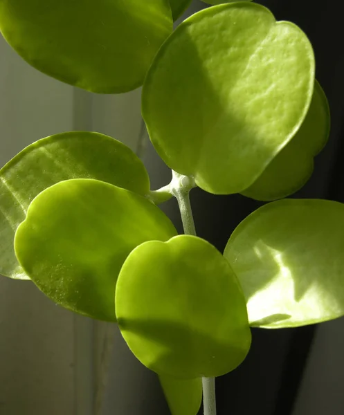 Dischidia Hoja Manzana Bajo Iluminación Luz Solar Baja Amanecer Macro — Foto de Stock