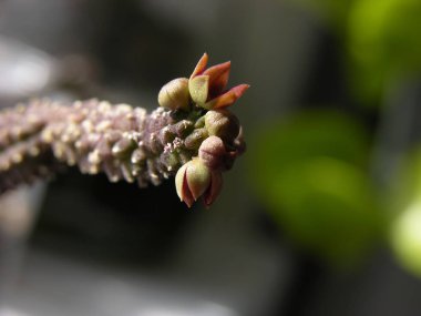 Çiçekli sulu Echidnopsis dammanniana var. brunnea. Sığ odaklı yakın çekim.          
