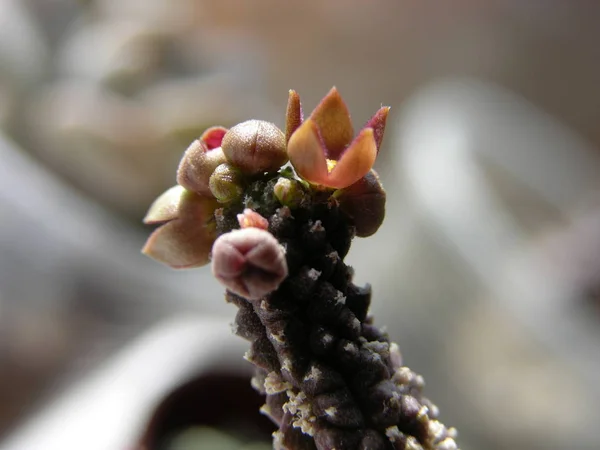 Floración Suculenta Echidnopsis Dammanniana Var Brunnea Disparo Primer Plano Con — Foto de Stock