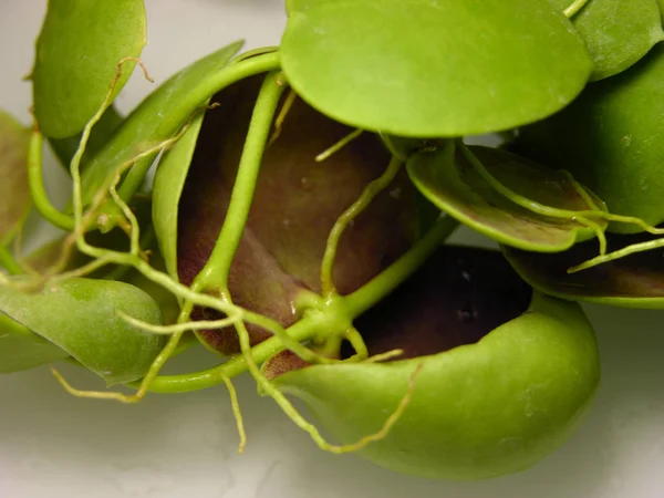 Dischidia rafflesiana yakın çekim alan sığ derinlikte. Odak bu sıradışı bitkinin parçaları alınır. 