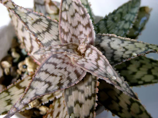 Suculenta Aloe Rauch Var Prodigio Gotas Rocío Vista Desde Arriba — Foto de Stock