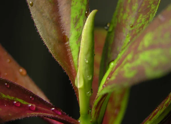 Suculenta Euforbia Synadenium Grantii Rubra Primer Plano Con Enfoque Superficial — Foto de Stock