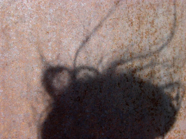Rezavý Třpytivý Povrch Kovu Jasném Nízkém Slunci Rozostřovacím Stínem Chomáči — Stock fotografie