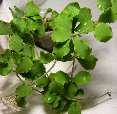 Minyatür-terk Hoya kanyakumariana Hindistan yerli. Genel plan.  