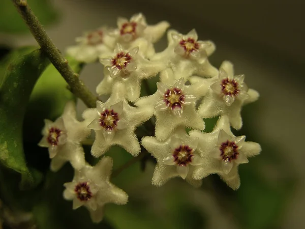 Инфлоресценция Миниатюрного Мелколистного Суккулентного Растения Hoya Kanyakumariana Растущего Индии Цветы — стоковое фото