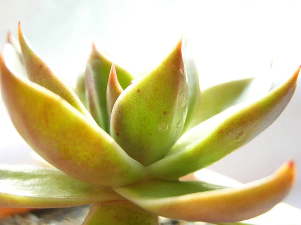 Echeveria Agavoides Lövés Napfény Ellen Alacsony Gerendák Makró Sekély Mélységélesség — Stock Fotó