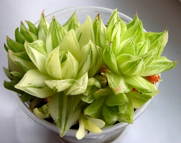  Haworthia cymbiformis variegata beyaz izole. Sığ alan derinliğinde makro çekimi.   