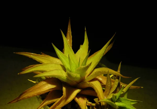 Haworthia Limifolia Var Ubomboensis Primo Piano Dopo Pioggia Uno Sfondo — Foto Stock