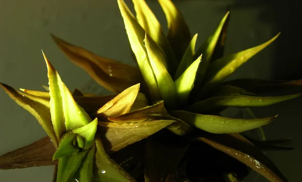 ハワーシア リミフォリア ヴァー ウボンボエンシスは 被写界深度の浅い狭い横の光線で葉に水滴を付けた マクロ — ストック写真