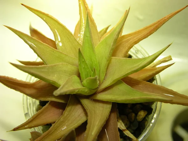 Haworthia Limifolia Var Ubomboensis Disparando Cerca Después Lluvia Desde Lado — Foto de Stock