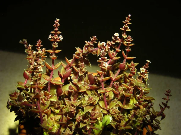 Crassulaceae Család Középméretű Zamatos Növénye Crassula Corymbulosa Virágzó Szára Nagyon — Stock Fotó