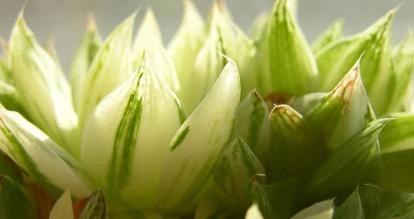 Juicy Suculent Leaves Haworthia Cymbiformis Variegata Con Ventanas Transparentes Para — Foto de Stock