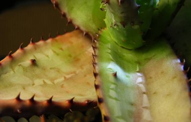 Sulu aloe marlothii bitki açık güneşte yetiştirilen ve düşük nem kötü koşullarda tutulan büyük dikenleri ile yaprakları üzerinde alışılmadık bir 