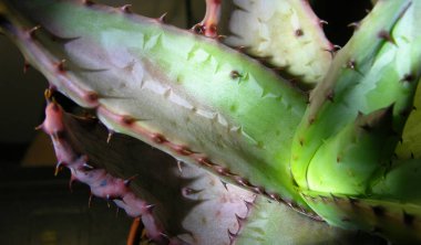 Sulu aloe marlothii bitki açık güneşte yetiştirilen ve düşük nem kötü koşullarda tutulan büyük dikenleri ile yaprakları üzerinde alışılmadık bir 