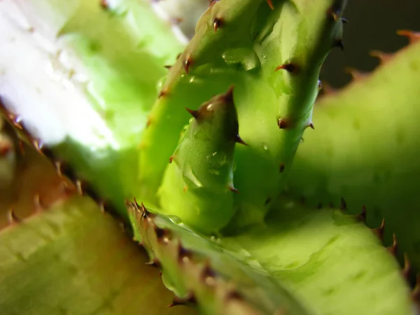 Planta Jugosa Aloe Marlothii Con Inusual Patrón Plantilla Las Hojas — Foto de Stock