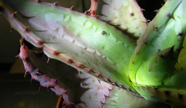 Planta Jugosa Aloe Marlothii Con Inusual Patrón Plantilla Las Hojas — Foto de Stock