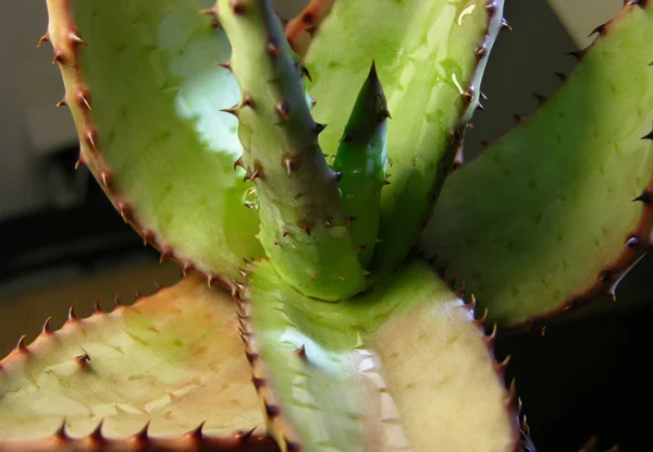 Juicy Aloe Marlothii Plant Unusual Stencil Pattern Leaves Large Thorns — Stock Photo, Image