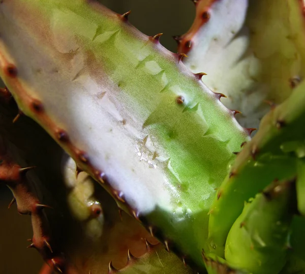 Planta Jugosa Aloe Marlothii Con Inusual Patrón Plantilla Las Hojas — Foto de Stock