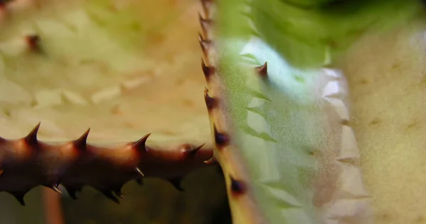 Soczysty Aloe Marlothii Roślina Niezwykłym Szablon Wzór Liście Dużymi Cierniami — Zdjęcie stockowe