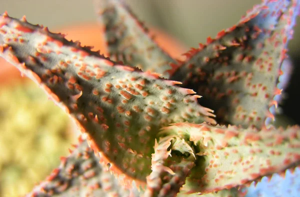 Aloe Rauhii Híbrido Tiene Espinas Color Rojo Brillante Los Bordes — Foto de Stock