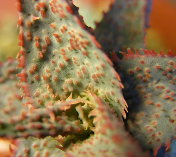 Aloe Rauhii Híbrido Tiene Espinas Color Rojo Brillante Los Bordes — Foto de Stock