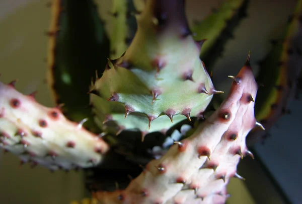 Hojas Secas Aloe Marlothii Con Espinas Las Hojas Jugosas Sol — Foto de Stock