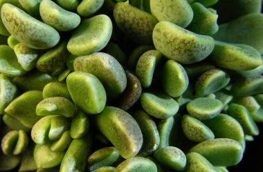 Crassulaceae familyasından küçük, sapsız, sulu bir roset bitkisi olan Sinocrassula densirosulata (hapaxanthic bitkiler). Makro kipi. 