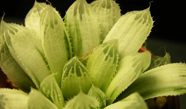 Planta Suculenta Haworthia Cooperi Variegated Cerca Con Enfoque Superficial — Foto de Stock