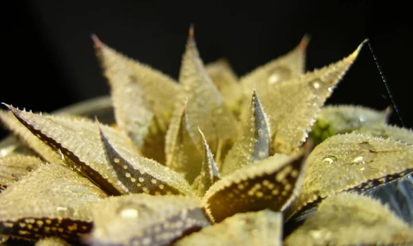 多肉植物Hawalia Emelie 水滴の主要な 閉めろ狭い焦点 — ストック写真