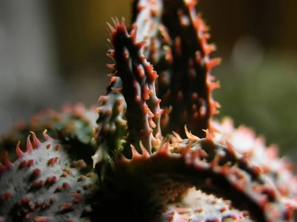 Fragmento Central Planta Suculenta Aloe Rauhii Cultivar Sobre Hoja Por — Foto de Stock