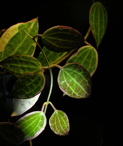 Tropical Vine Hoya Macrophylla Albomarginata Disparos Oscuridad Con Fuentes Luz — Foto de Stock