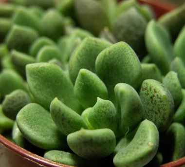 Crassulaceae familyasından küçük, sapsız, sulu bir roset bitkisi olan Sinocrassula densirosulata (hapaxanthic bitkiler). Makro mod. Ayrı bir rozet çerçevesinde. 