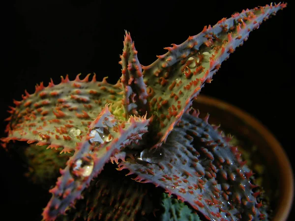 Planta Suculenta Aloe Rauhii Mermelada Naranja Las Hojas Aloe Hay — Foto de Stock