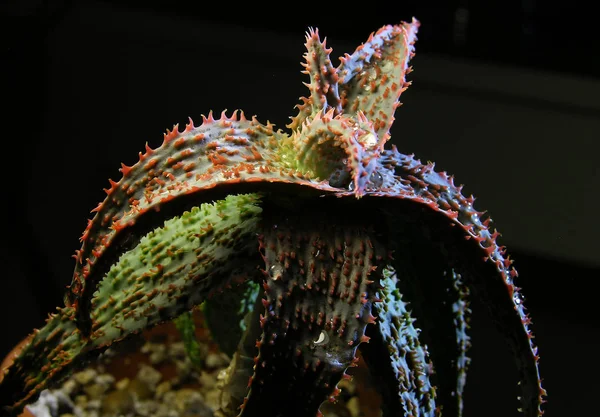 Planta Suculenta Aloe Rauhii Mermelada Naranja Grandes Gotas Agua Cristalina — Foto de Stock