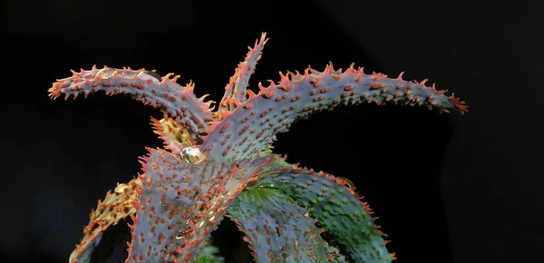 Planta Suculenta Aloe Rauhii Mermelada Naranja Cera Húmeda Leche Verde — Foto de Stock