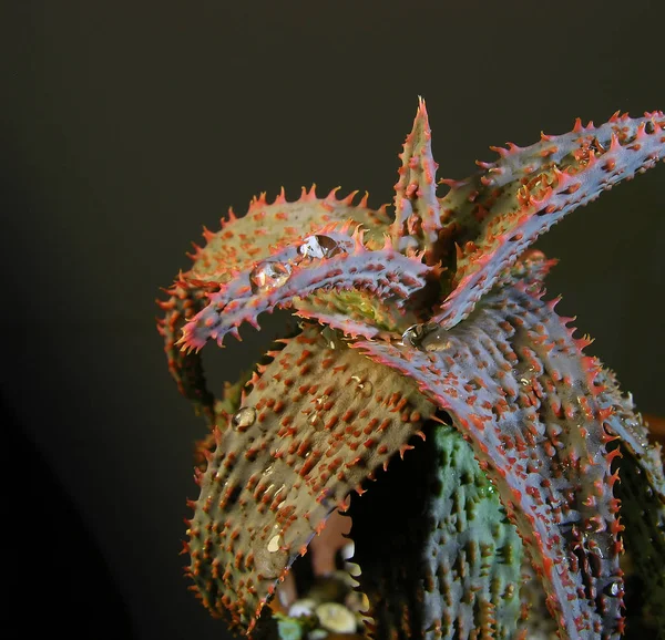 Παχύρευστο Φυτό Aloe Rauhii Πορτοκαλί Μαρμελάδα Στα Φύλλα Της Αλόης — Φωτογραφία Αρχείου