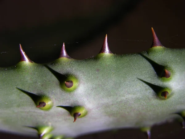 Korkunç keskin dikenli çiviler sulu bitki Aloe Ferox çarşafın kenarına yerleştirildi. Sanki dikenler sıradan bir yolcunun kanına susamış gibi. Karanlık ve güçlü dikenlerin arasında ince bir örümcek ağı uzanıyordu. Makro. Dar odak. 