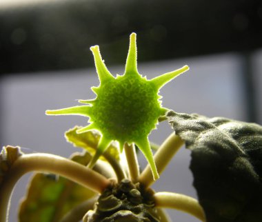 Dorstenia foetida Family Moraceae adlı sulu bitkinin alışılmadık bir cilvesi. Işığa karşı ateş ediyorlar. Dar odaklı. Makro. 
