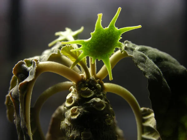 Miniature Suculent Caudex Plant Dorstenia Foetida Familia Moraceae Fragmento Apical — Foto de Stock