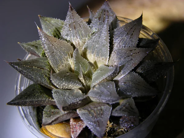 Succulenta Pianta Rosetta Haworthia Emelyae Major Goccioline Acqua Scatto Piano — Foto Stock