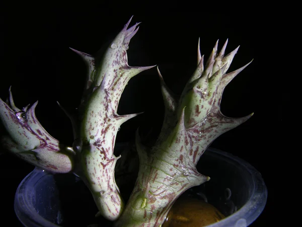 Sulu bitki Angolluma (Orbea veya Caralluma 'nın eşanlamlısı) ikilemi. Yakın çekim dar bir odak ile yatay yan aydınlatma. 