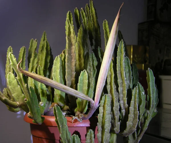 Old Succulent Plant Stapelia Seed Pods General Plan — Stock Photo, Image