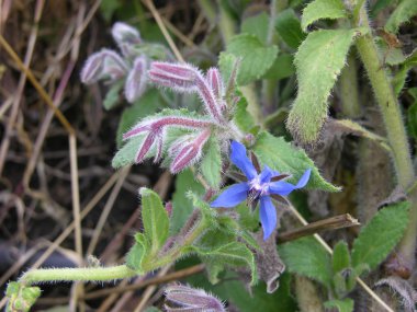 Hoş bir aroması olan şifalı bir bitki Borago memurları ya da sonbahar çiçekli bir çiçek tarlasında kurumuş ot ve yapraklarla salatalık otları.. 